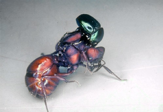 Illustration for article titled Things that make you go 'Nope': Murder Beetles